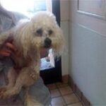 another small white dog being carried.