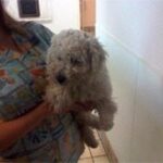small white dog being carried.