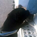 dog checking out step into truck.