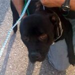 close up of black dog on leash.
