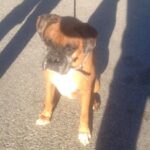 boxer on leash sitting outside.