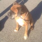 boxer sitting next to person.