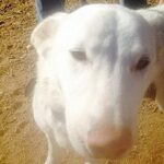 close up of white dog.