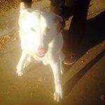 happy white dog.
