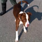 brown with white dog on leash.