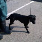 black dog on leash with shelter staff person.