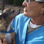 small brown and white chihuahua saying hello to person carrying.