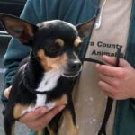 small chihuahua mix being carried by shelter staff.