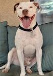 happy dog sitting on couch.
