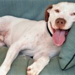 happy dog laying on couch.