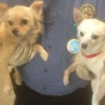 two chihuahua mixes being carried by shelter staff.