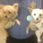 two small dogs being carried.