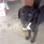 black with white dog looking warrily at camera.