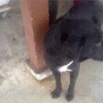 dog standing next to post.
