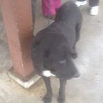 dog standing next to post with two people nearby.