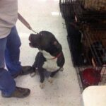 black with white dog sitting on leash.
