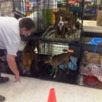 person in front of seven crates with dogs inside.