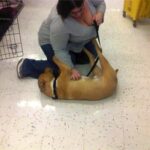 dog receiving scratches from person.