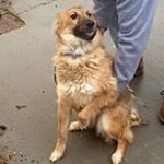 light brown dog sitting next to person.