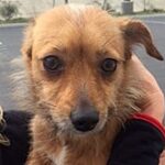 small brown dog being carried.