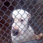 white with black dog behind fence.