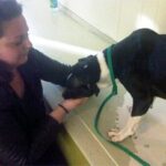 dog being handled gently by human.