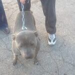 pit bull on leash outside.