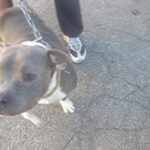 dog on leash looking eagerly forward.