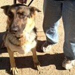 shepherd on leash sitting outside.