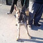 shepherd on leash outside.