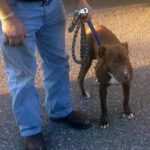 pit bull on leash standing calmly.
