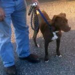 brown and white dog on leash outside.