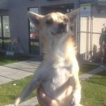 small chihuahua being held outside.