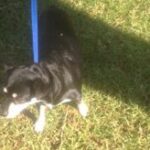 dog on leash standing on grass.