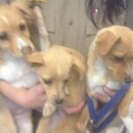 person carrying three small dogs.