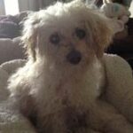 small white dog sitting on cushion.