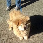 chow on leash outside.