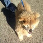chow on leash outside.