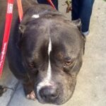 dog on red leash.