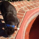 dog on leash sniffing ground.
