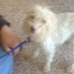 white dog on leash, looking wary.
