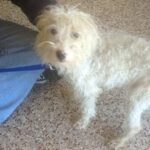 small white dog on leash.