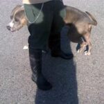 dog being brought out from shelter.