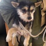 small dog being carried out of shelter.
