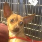 chihuahua on leash looking back.