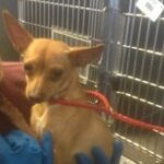 small chihuahua looking wary.