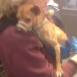 small chihuahua being carried.