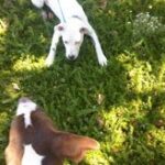 Henry (brown) & Ella playing.