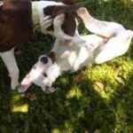 Henry finally pins Ella!