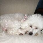 Maddie sleeping.
